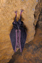 Hibernating Lesser horseshoe bat (Rhinolophus hipposideros) hanging on limestone rock in an old Bath stone mine, Bath and Northeast Somerset, UK, January. Photographed during a licensed survey.