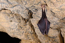 Hibernating Lesser horseshoe bat (Rhinolophus hipposideros) hanging on limestone rock in an old Bath stone mine, Wiltshire, UK, February. Photographed during a licensed survey.
