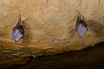 Two hibernating Lesser horseshoe bat (Rhinolophus hipposideros) hanging from the roof of an old Bath stone mine, Wiltshire, UK, February. Photographed during a licensed survey.
