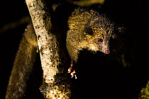 Olinguito (Bassaricyon neblina) in a tree at night, recently discovered species. Near Mindo, Tandayapa Valley, Ecuador, April 2014.