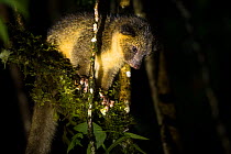 Olinguito (Bassaricyon neblina) in a tree at night, recently discovered species. Near Mindo, Tandayapa Valley, Ecuador, April 2014.