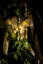 Olinguito (Bassaricyon neblina) in a tree at night, recently discovered species. Near Mindo, Tandayapa Valley, Ecuador, April 2014.