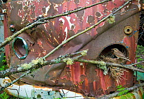 Redwing (Turdus iliacus) feeding young at nest in old Volkswagen car, Bastnas car graveyard, Sweden, May.