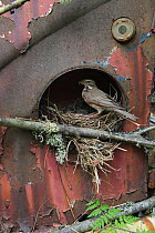 Redwing (Turdus iliacus) feeding young at nest in old Volkswagen car, Bastnas car graveyard, Sweden, May.