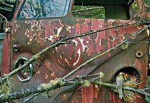 Redwing (Turdus iliacus) at nest in old Volkswagen car, Bastnas car graveyard, Sweden, May.