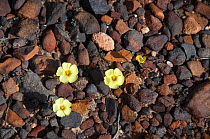 Three Bermuda buttercups (Oxalis pes caprae) in flower, Namaqualand, South Africa, August.