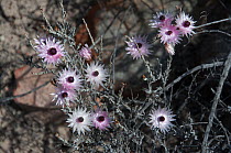 Pink everlasting (Syncarpha canescens) flowers, Namaqualand, South Africa, August.