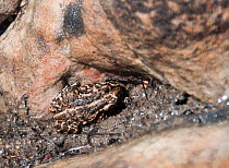 Tradouw's mountain toad (Capensibufo tradouwi) on rock, Cederberg Conservancy, South Africa, August.