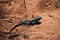 Southern rock agama (Agama Atra) on sand, Cederberg Conservancy, Namaqualand, South Africa, August.
