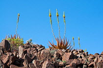 Flowering Aloes (Aloe gariepensis) Richtersveld National Park and World Heritage Site, Northern Cape, South Africa, August.