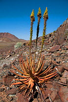 Aloe (Aloe gariepensis) in flower, Richtersveld National Park and World Heritage Site, Northern Cape, South Africa, August.