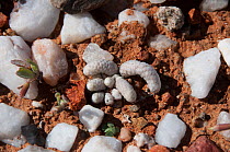 Succulent (Avonia papyracea) growing amongst stones,  Richtersveld National Park and World Heritage Site, Northern Cape, South Africa, August.