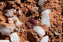 Succulent plant (Conophytum) growing amongst stones, Richtersveld National Park and World Heritage Site, Northern Cape, South Africa, August.