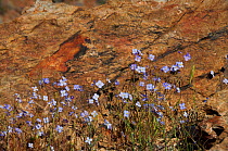 Flowering plants (Heliophila sp) Richtersveld National park and World Heritage Site, Northern Cape, South Africa, August.