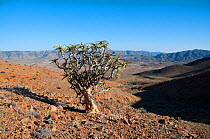Quiver tree (Aloe Dichotoma) Rooiberg Conservancy Area, Richtersveld National Park and World Heritage Site, Northern Cape South Africa, August 2011.