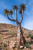 Giant / Bastard quiver tree (Aloe dichotoma pillansii)  Richtersveld National Park and World Heritage Site, Northern Cape, South Africa, August.