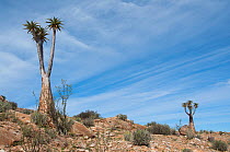 Two Giant / Bastard quiver trees (Aloe dichotoma pillansii) in desert habitat, Richtersveld National Park and World Heritage Site, Northern Cape, South Africa, August.