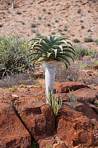Young Giant / Bastard quiver tree (Aloe dichotoma pillansii)  Richtersveld National Park and World Heritage Site, Northern Cape, South Africa, August.