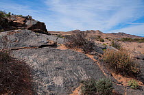 Petroglyphs on black dolomite rock, Richterveld National Park and World Heritage Site, Northern Cape, South Africa, August 2011.