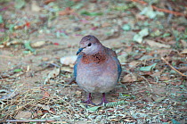 Laughing dove (Spilopelia  / Streptopelia senegalensis) on ground, Orange River, Richtersveld National Park and World Heritage Site, Northern Cape, South Africa, August.