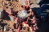 Vygie (Mesembryanthemum sp) flowering desert after rain, Richtersveld National Park and World Heritage Site, Northern Cape, South Africa, August.