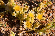 Vygies (Mesembryanthemum sp) in flower, Richtersveld National Park and World Heritage Center, Northern Cape, South Africa, August.