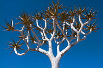 Quiver tree (Aloe dichotoma) against sky, Richtersveld National Park and World Heritage Center, Northern Cape, South Africa, August.