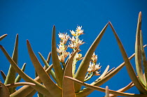 Quiver tree (Aloe dichotoma) flowers, Richtersveld National Park, and World Heritage Site, Northern Cape, South Africa, August.