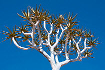 Quiver tree (Aloe dichotoma) with flowers, Richtersveld National Park and World Heritage Site, Northern Cape, South Africa, August.