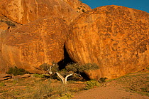 Tree dwarfed by giant boulders, Richtersveld National Park and World Heritage Site, Northern Cape, South Africa, August.
