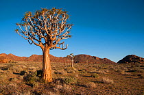 Quiver trees (Aloe Dichotoma) in desert, Richtersveld National Park and World Heritage Site, Northern Cape, South Africa, August 2011.