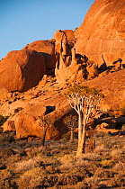 Quiver trees (Aloe dichotoma) at sunrise, Richtersveld National Park and World Heritage Site, Northern Cape, South Africa, August 2011.