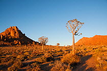 Quiver trees (Aloe Dichotoma) at sunrise, Richtersveld National Park and World Heritage Site, Northern Cape, South Africa, August 2011.