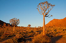 Quiver tree (Aloe dichotoma) at sunrise, Richtersveld National Park and World Heritage Site, Northern Cape, South Africa, August 2011.