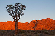 Quiver tree (Aloe dichotoma) at sunrise, Richtersveld National Park and World Heritage Site, Northern Cape, South Africa, August.