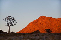 Quiver tree (Aloe Dichotoma) at sunrise, Richtersveld National Park and World Heritage Site, Northern Cape, South Africa, August.