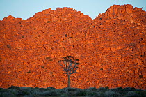 Quiver tree (Aloe dichotoma) in front of rock face, at sunrise, Richtersveld National Park, Northern Cape, South Africa, August.