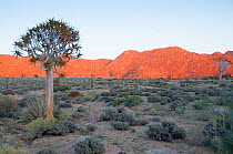 Quiver tree (Aloe dichotoma) in desert at sunrise, Richtersveld National Park, Northern Cape, South Africa, August.