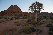 Quiver tree (Aloe Dichotoma) at dusk, Richtersveld National Park, Northern Cape, South Africa, August 2011.