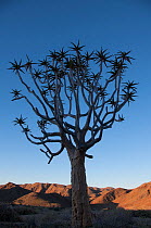 Quiver tree (Aloe dichotoma) silhouetted, Richtersveld, National Park, Northern Cape, South Africa, August.