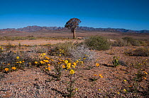 Desert landscape with flowering plants, including Daisies (Asteraceae) and a distant Quiver tree (Aloe dichotoma) Richtersveld National Park and World Heritage Site, Northern Cape, South Africa, Augus...