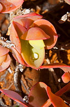 Water droplet on Skotteloor (Prenia sladeniana) leaf, Richtersveld National Park and World Heritage Site, Northern Cape, South Africa, August.