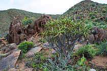 Succulent plants including Quiver trees (Aloe dichotoma) and (Euphorbia sp) in rocky terrain, Richtersveld National Park and World Heritage Site, Northern Cape, South Africa, August 2011.