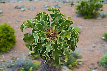 Halfmens / Elephant's trunk plant (Pachypodium namaquanum) flower, Richtersvelt National Park and World Heritage Site, Northern Cape, South Africa, August.
