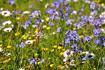 Namaqualand flowers, including Sporries (Heliophila sp), White Namaqualand / Cape daisies (Dimorphotheca pluvialis) and Veldtkool lily (Trachyandra falcata) West Coast National Park, Western Cape, Sou...