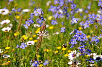 Namaqualand flowers including Sporries (Heliophila sp), White Namaqualand / Cape daisies (Dimorphotheca pluvialis) and Flowering bulb (Drimia multifolia) West Coast National Park, Western Cape, South...