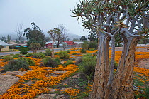 Quiver trees (Aloe Dichotomo) and Namqualand daisies flowering near houses, Namabeep, Namaqualand, Northern Cape, South Africa, August 2011.