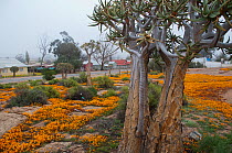 Quiver trees (Aloe Dichotomo) and Namqualand daisies flowering near houses, Namabeep, Namaqualand, Northern Cape, South Africa, August 2011.