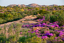 Fynbos in flower including Ice plants (Drosanthemum hispidum) Namaqualand, Northern Cape, South Africa, August.