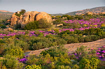 Rocks in fynbos landscape with flowering plants, Namaqualand, Northern Cape, South Africa, August 2011.